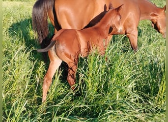 Quarter horse américain, Jument, Poulain (04/2024), 155 cm, Bai brun