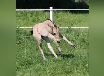 Quarter horse américain, Jument, Poulain (04/2025), 155 cm, Buckskin