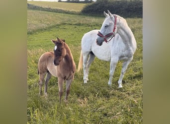 Quarter horse américain, Jument, Poulain (04/2026), 155 cm, Gris