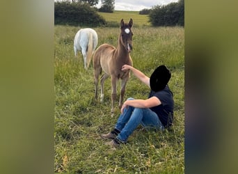 Quarter horse américain, Jument, Poulain (04/2026), 155 cm, Gris