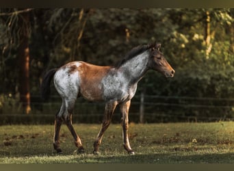 Quarter horse américain, Jument, Poulain (04/2024), 160 cm, Roan-Bay