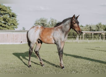 Quarter horse américain, Jument, Poulain (04/2024), 160 cm, Roan-Bay