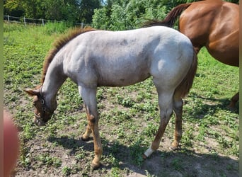 Quarter horse américain, Jument, Poulain (05/2023), 160 cm, Rouan Rouge