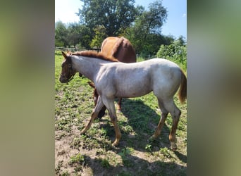 Quarter horse américain, Jument, Poulain (05/2023), 160 cm, Rouan Rouge