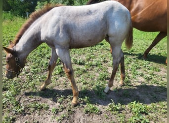 Quarter horse américain, Jument, Poulain (05/2023), 160 cm, Rouan Rouge