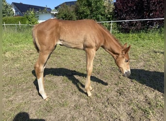 Quarter horse américain, Jument, Poulain (05/2024), 162 cm, Alezan