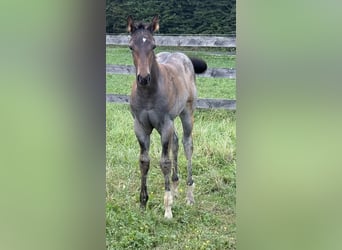 Quarter horse américain, Jument, Poulain (05/2025), 163 cm, Roan-Bay