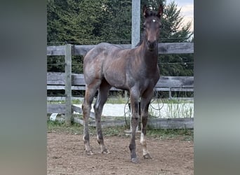Quarter horse américain, Jument, Poulain (05/2025), 163 cm, Roan-Bay
