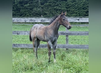 Quarter horse américain, Jument, Poulain (05/2025), 163 cm, Roan-Bay