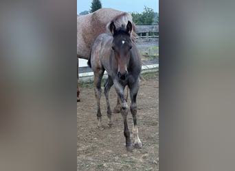 Quarter horse américain, Jument, Poulain (05/2025), 163 cm, Roan-Bay