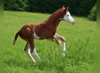 Quarter horse américain, Jument, Poulain (05/2026), Alezan
