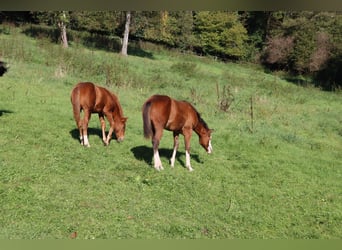 Quarter horse américain, Jument, Poulain (04/2023), Alezan