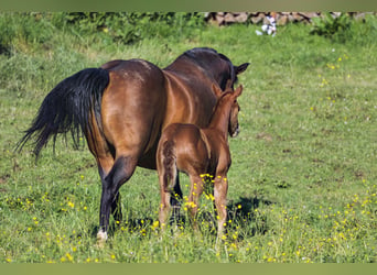 Quarter horse américain, Jument, Poulain (05/2024), Alezan