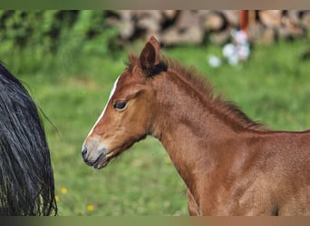 Quarter horse américain, Jument, Poulain (05/2024), Alezan