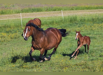 Quarter horse américain, Jument, Poulain (05/2024), Alezan