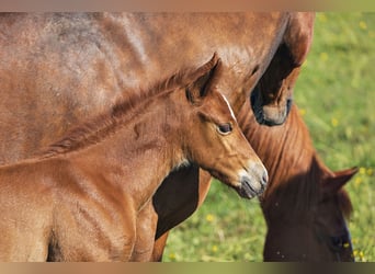 Quarter horse américain, Jument, Poulain (05/2024), Alezan