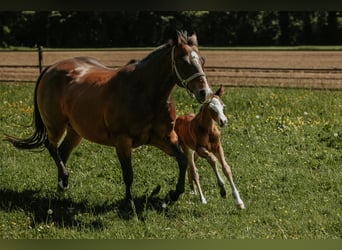 Quarter horse américain, Jument, Poulain (05/2026), Bai