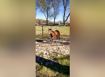 Quarter horse américain, Jument, Poulain (02/2026), Bai