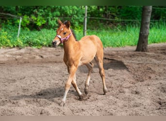 Quarter horse américain, Jument, Poulain (03/2026), Bai