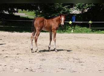 Quarter horse américain, Jument, Poulain (06/2024), Bai