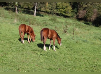 Quarter horse américain, Jument, Poulain (04/2023), Bai