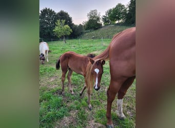Quarter horse américain, Jument, Poulain (05/2025), Bai