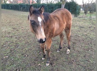 Quarter horse américain, Jument, Poulain (06/2025), Buckskin