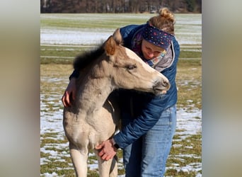 Quarter horse américain, Jument, Poulain (01/2026), Buckskin