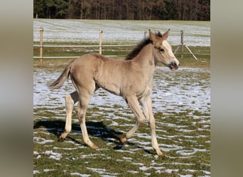 Quarter horse américain, Jument, Poulain (01/2026), Buckskin