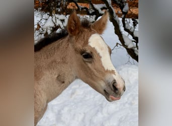 Quarter horse américain, Jument, Poulain (01/2026), Buckskin