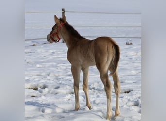Quarter horse américain, Jument, Poulain (01/2026), Buckskin