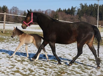 Quarter horse américain, Jument, Poulain (02/2026), Buckskin