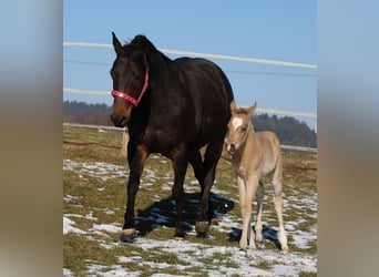 Quarter horse américain, Jument, Poulain (02/2026), Buckskin