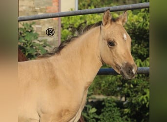 Quarter horse américain, Jument, Poulain (05/2026), Buckskin