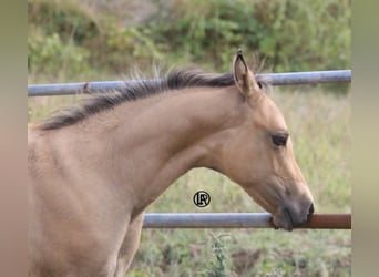 Quarter horse américain, Jument, Poulain (05/2026), Buckskin