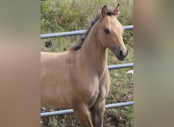 Quarter horse américain, Jument, Poulain (05/2026), Buckskin