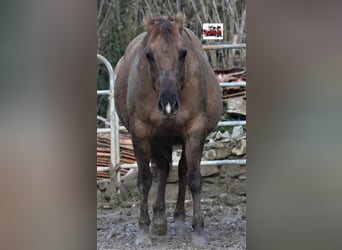 Quarter horse américain, Jument, Poulain (05/2026), Buckskin