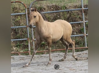Quarter horse américain, Jument, Poulain (05/2026), Buckskin