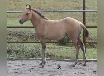 Quarter horse américain, Jument, Poulain (05/2026), Buckskin