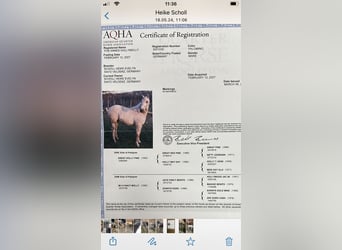 Quarter horse américain, Jument, Poulain (05/2024), Cremello