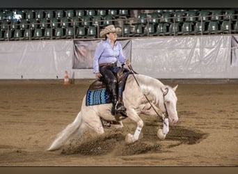 Quarter horse américain, Jument, Poulain (05/2024), Cremello