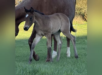 Quarter horse américain, Jument, , Gris (bai-dun)