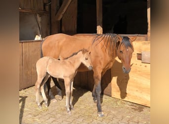 Quarter horse américain, Jument, Poulain (04/2024), Isabelle