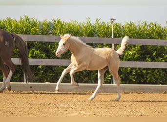 Quarter horse américain, Jument, Poulain (01/2026), Palomino