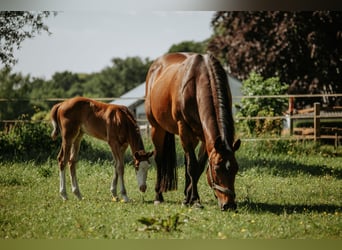 Quarter horse américain, Jument, Poulain (04/2026)