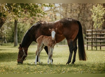Quarter horse américain, Jument, Poulain (04/2026)