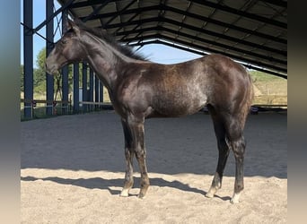 Quarter horse américain, Jument, Poulain (03/2026), Rouan Bleu