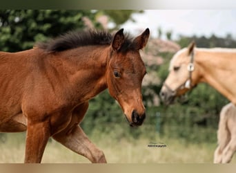 Quarter horse américain, Jument, Poulain (03/2025)