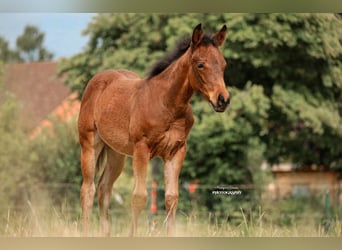 Quarter horse américain, Jument, Poulain (03/2025)