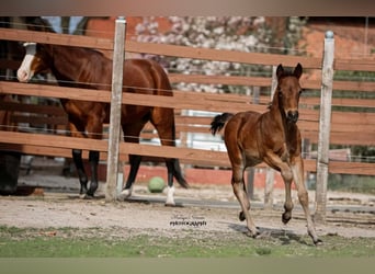 Quarter horse américain, Jument, Poulain (03/2025)